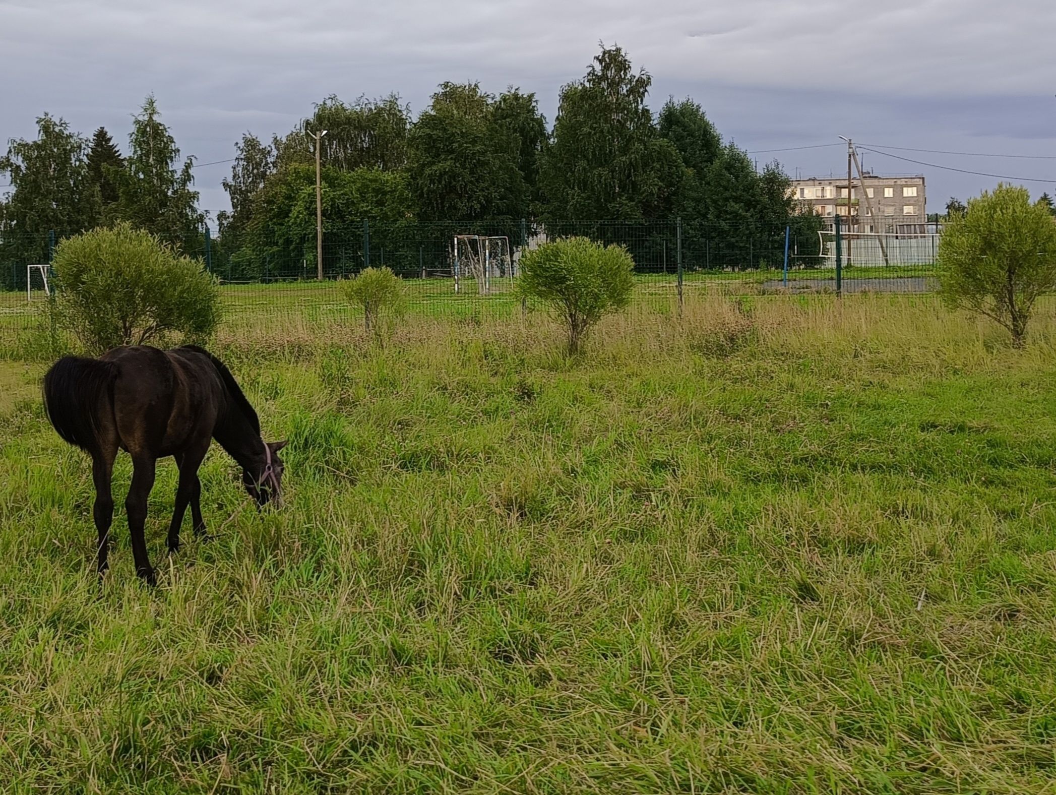 Суд в Костомукше рассмотрел дело о мертвой лошади
