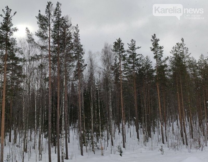 Небольшой снег и гололедица ожидаются в Карелии
