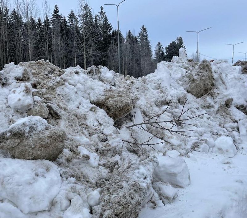 Дорожники уничтожили высаженные несколько лет назад в Петрозаводске деревья