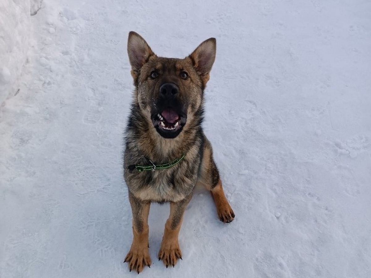 Карельские кинологи приступили к дрессировке Грома и Грозы