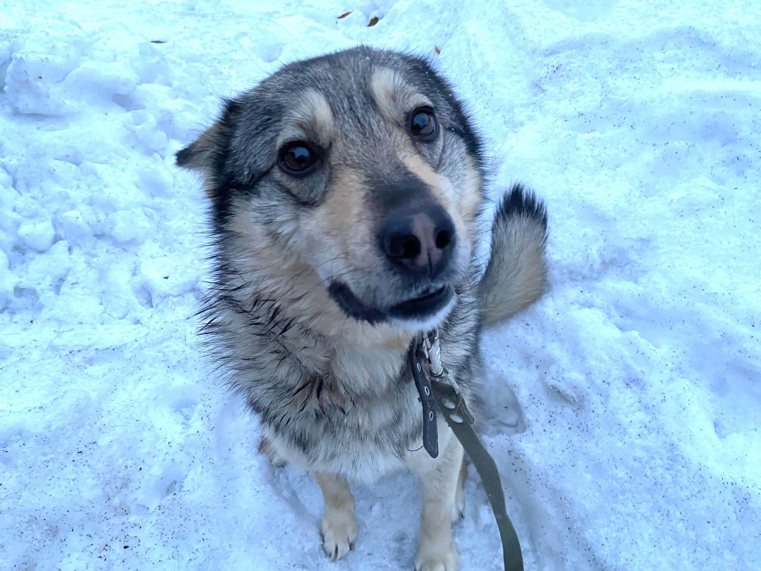 Жительница Карелии отбила свою собаку от волка