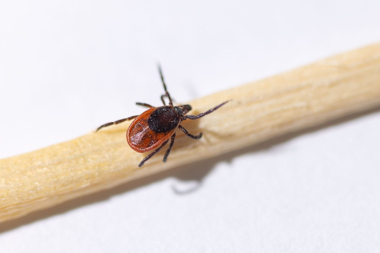 В Карелии в три раза выросла заболеваемость клещевым энцефалитом