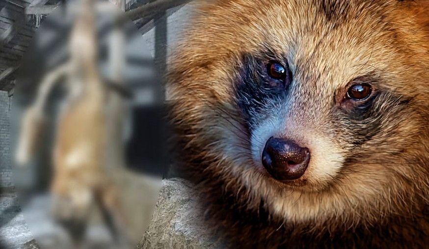 Это была не лиса! Кто и почему подвесил редкое животное на ферме в карельском поселке