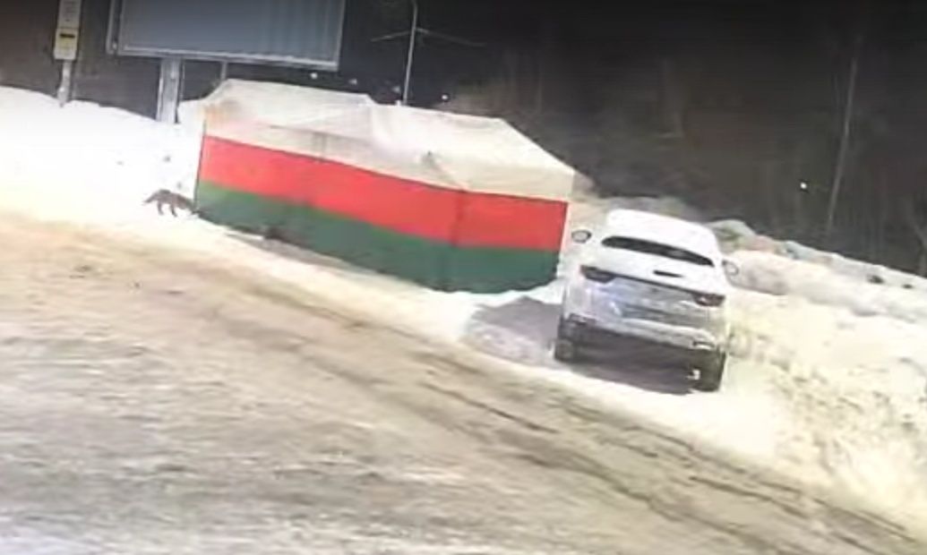В Петрозаводске лиса попыталась пробраться в ларек с белорусским салом
