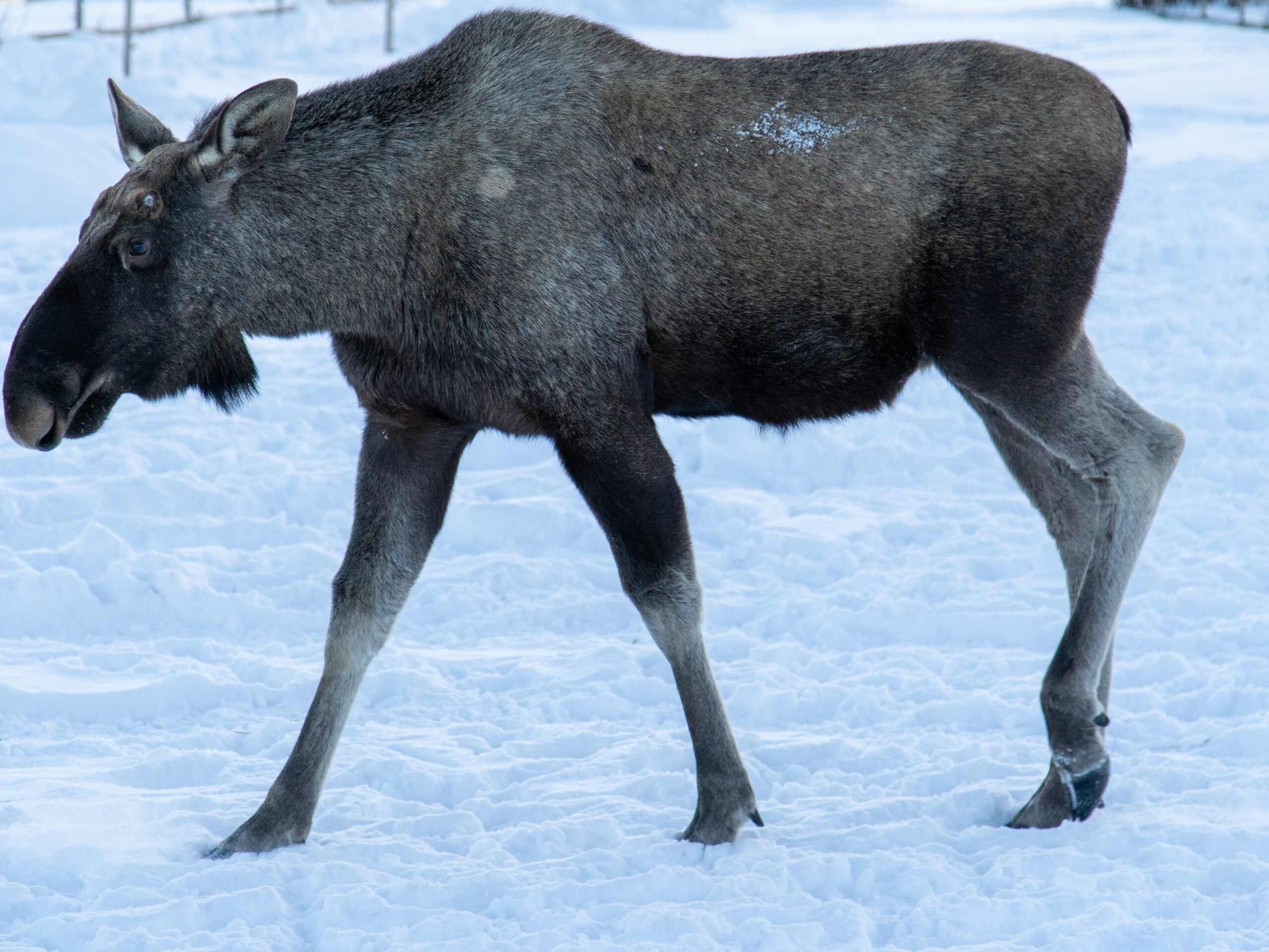 Путешественники из Карелии по пути домой повстречали лосиху с лосенком