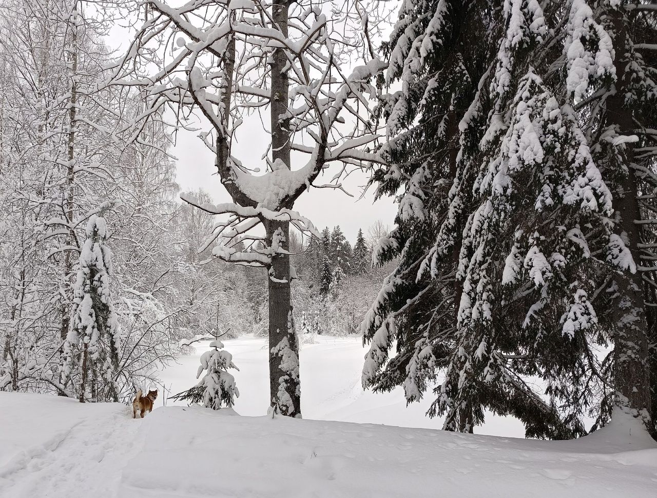 Сильный снег и гололедица. Прогноз погоды в Карелии на 4 февраля