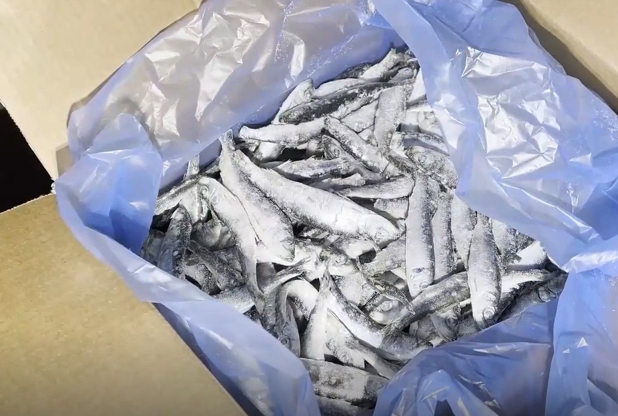 В Карелии пограничники ФСБ изъяли 62 тонны незаконно выловленной рыбы