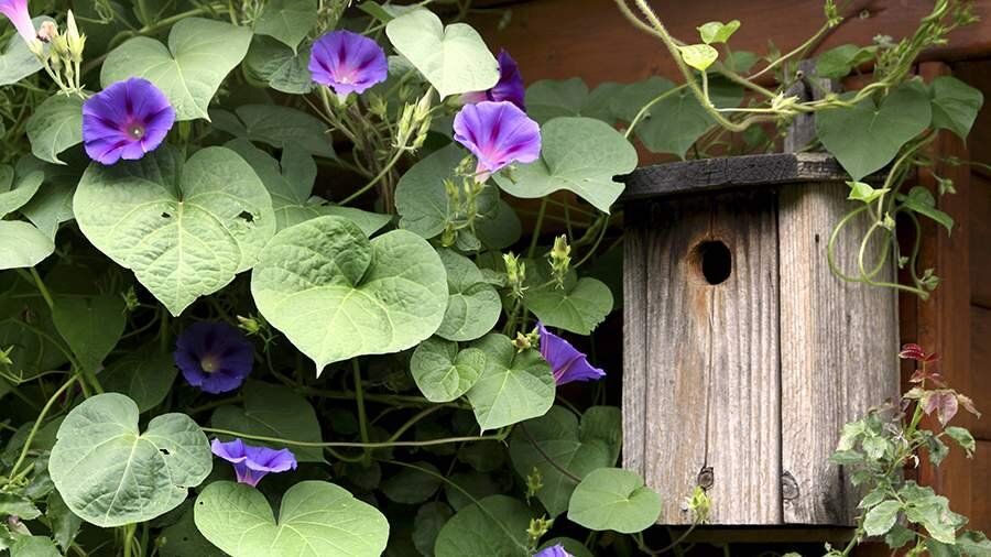 Популярный дачный цветок попал под запрет в России