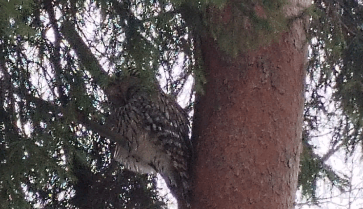 Выяснилось, кто может быть виновником убийства голубей в Петрозаводске
