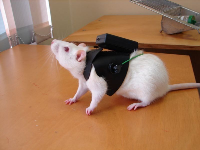 Безопасность созданных в ПетрГУ БАДов ученые доказали на крысах