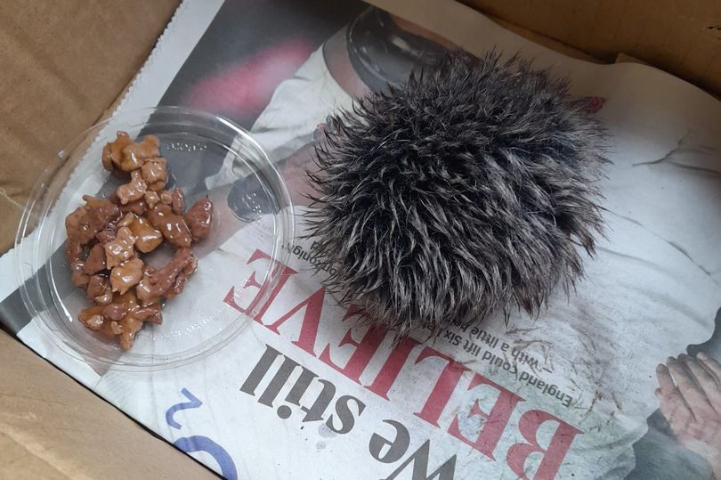 Британка приняла помпон за больного ежика и отвезла его в больницу