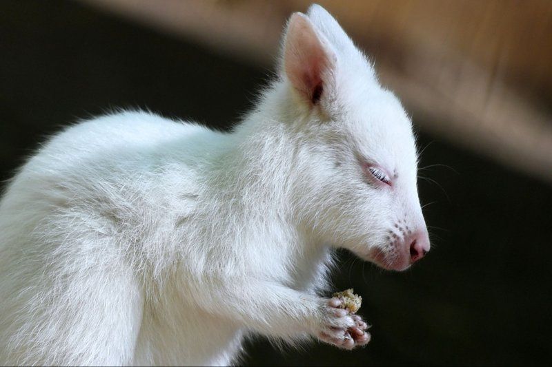 В Карельском зоопарке поселились кенгуру-альбиносы