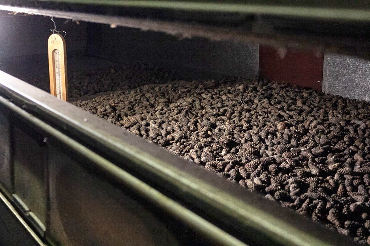 В Карелии запустили шишкосушилки