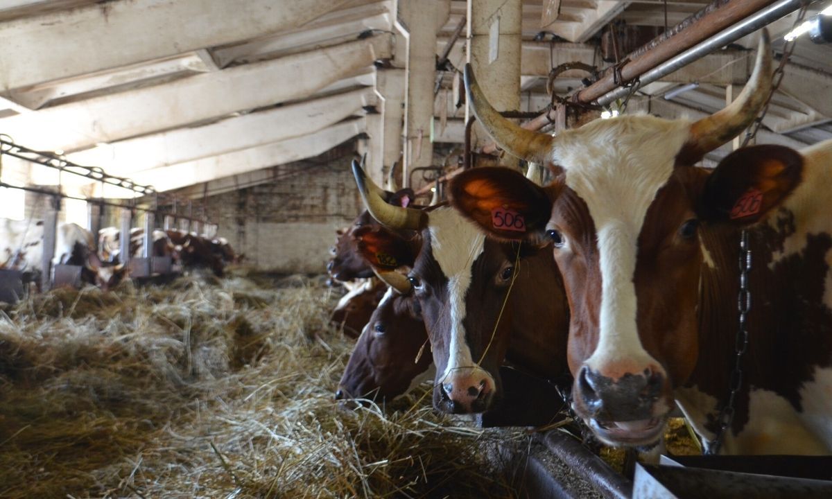 Смертельно опасные бактерии обнаружены в мясе на ферме Олонецкого молкомбината
