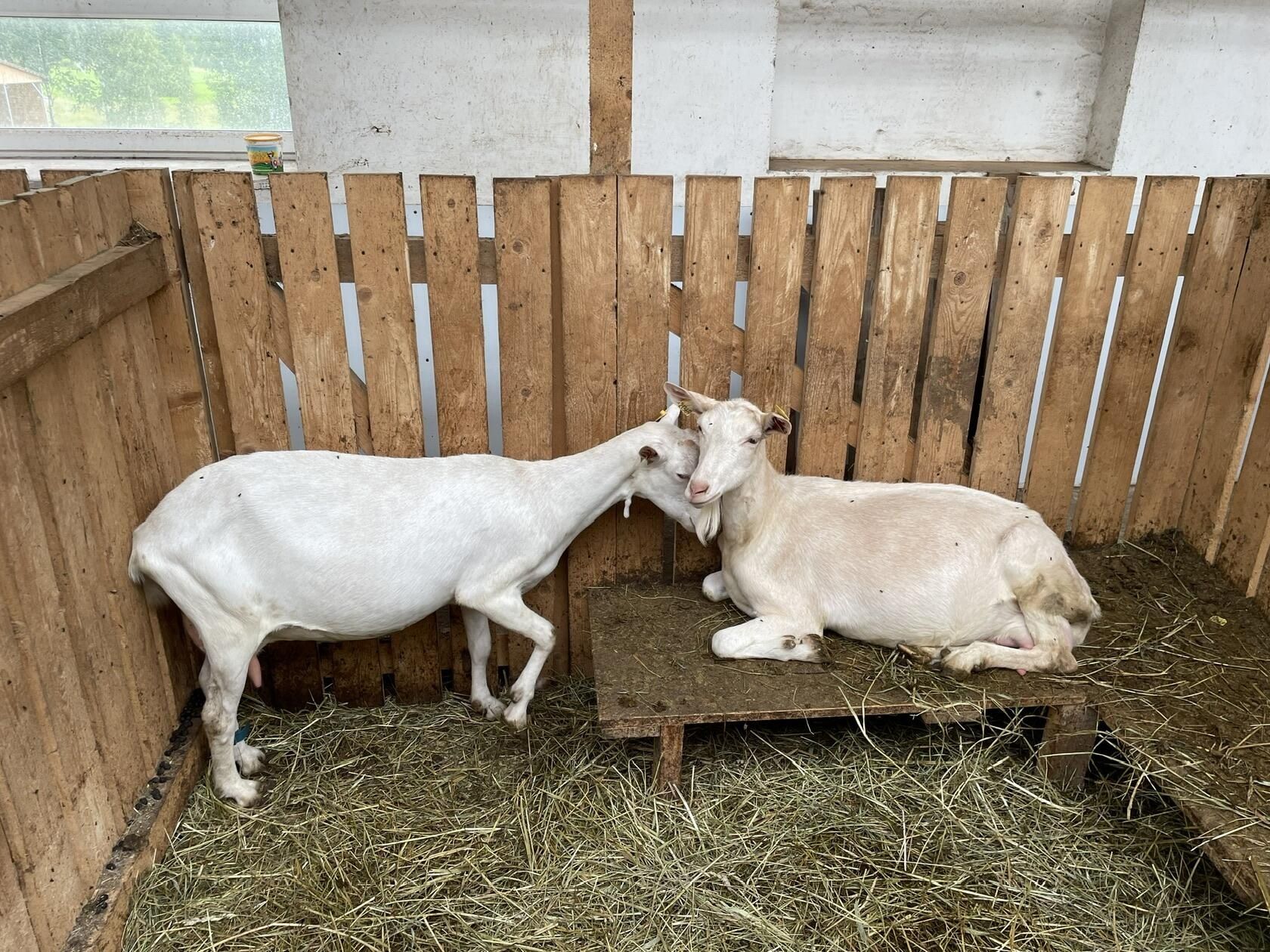 Сельскохозяйственные гранты распределят в Карелии в марте