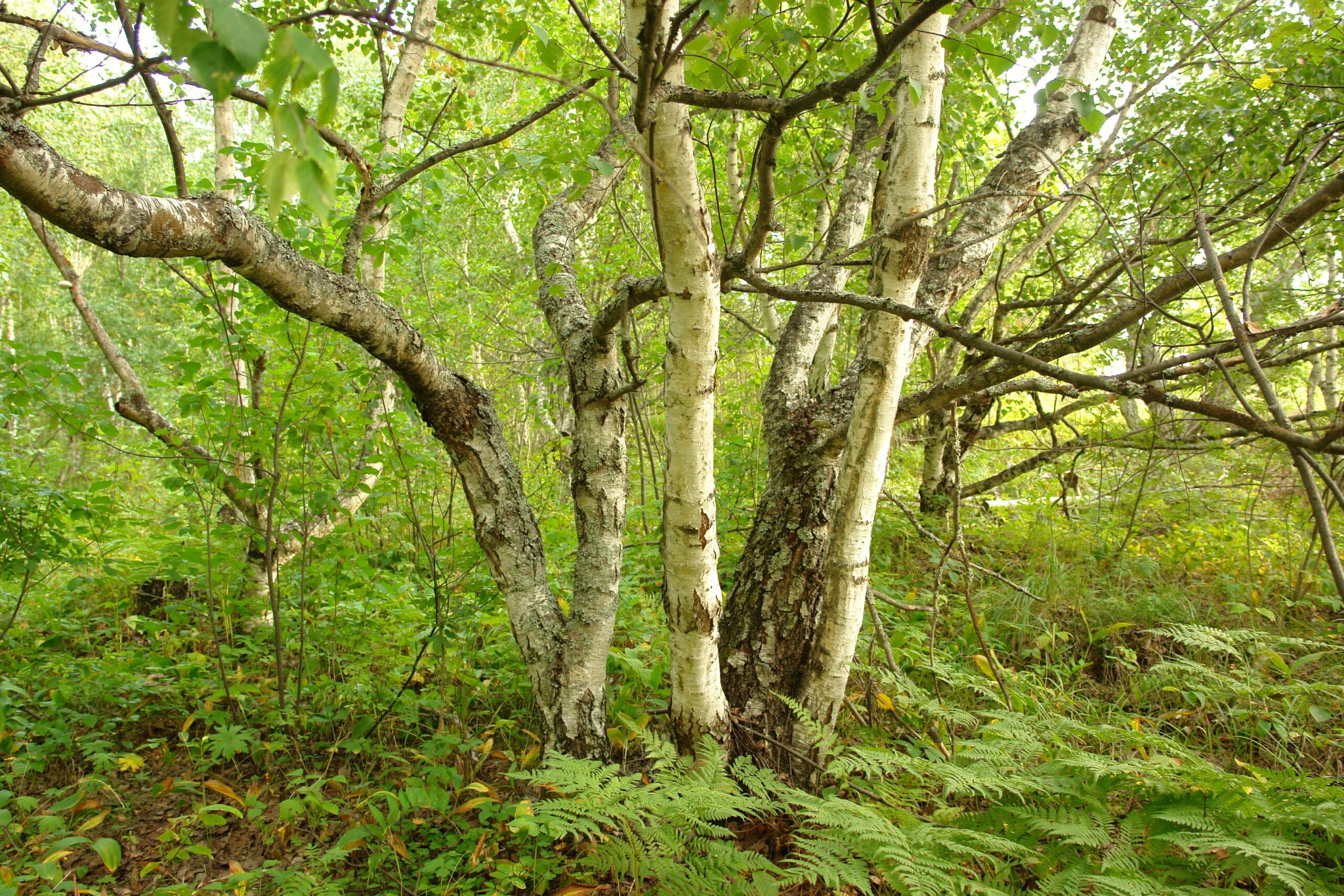 Массовые плантации карельской березы в этом году начнут сажать в Карелии