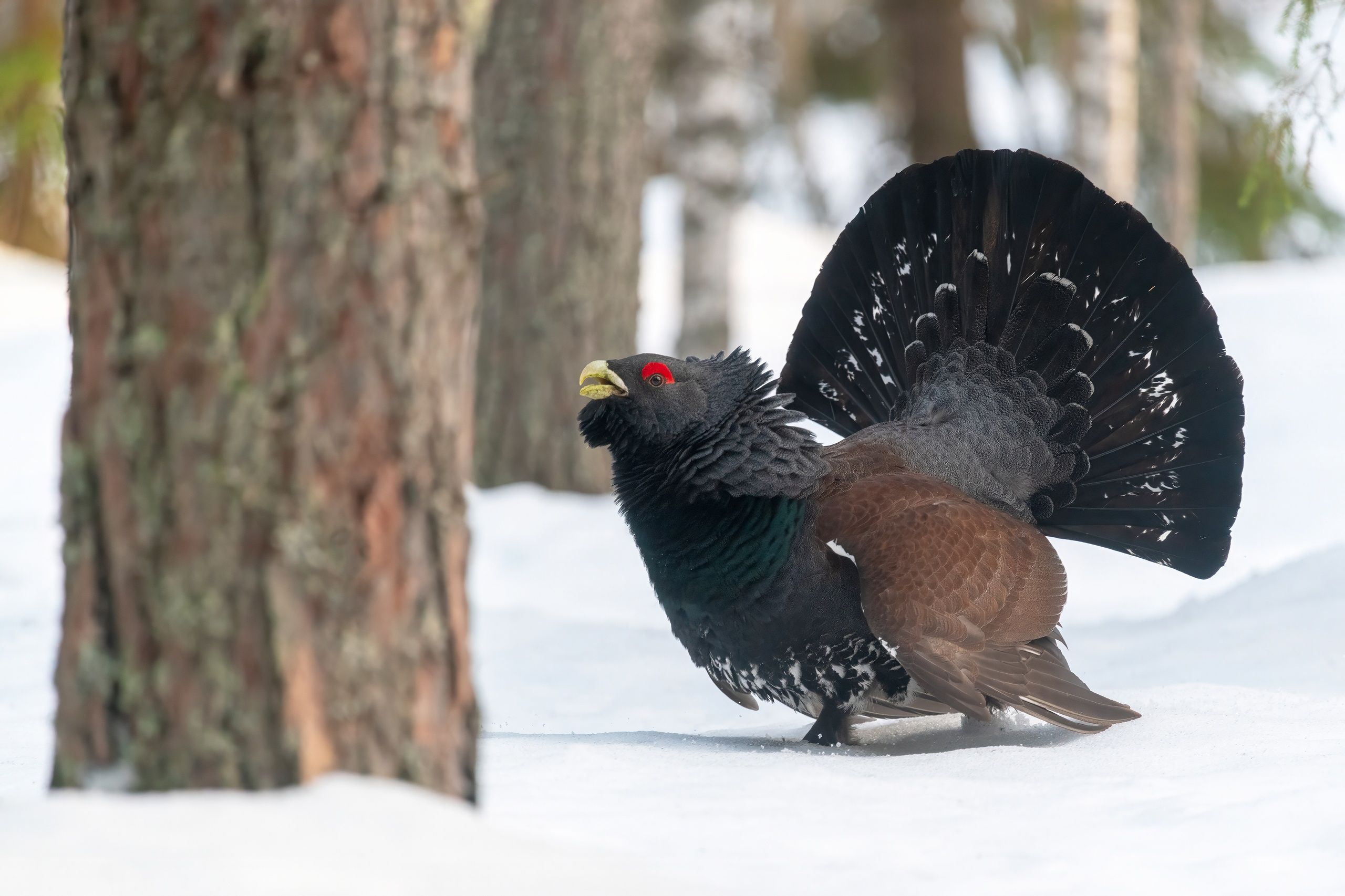 Петрозаводским фотоохотникам удалось запечатлеть глухаря Петрозаводским фотоохотникам удалось запечатлеть глухаря