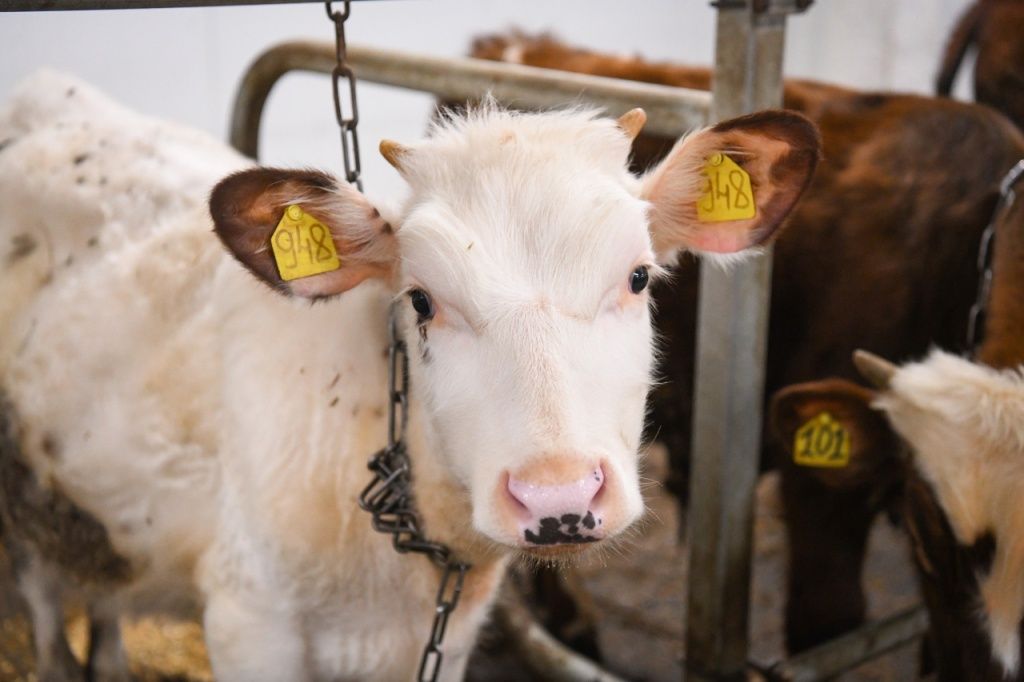 Мини-завод по производству молочных продуктов откроется в Приладожье