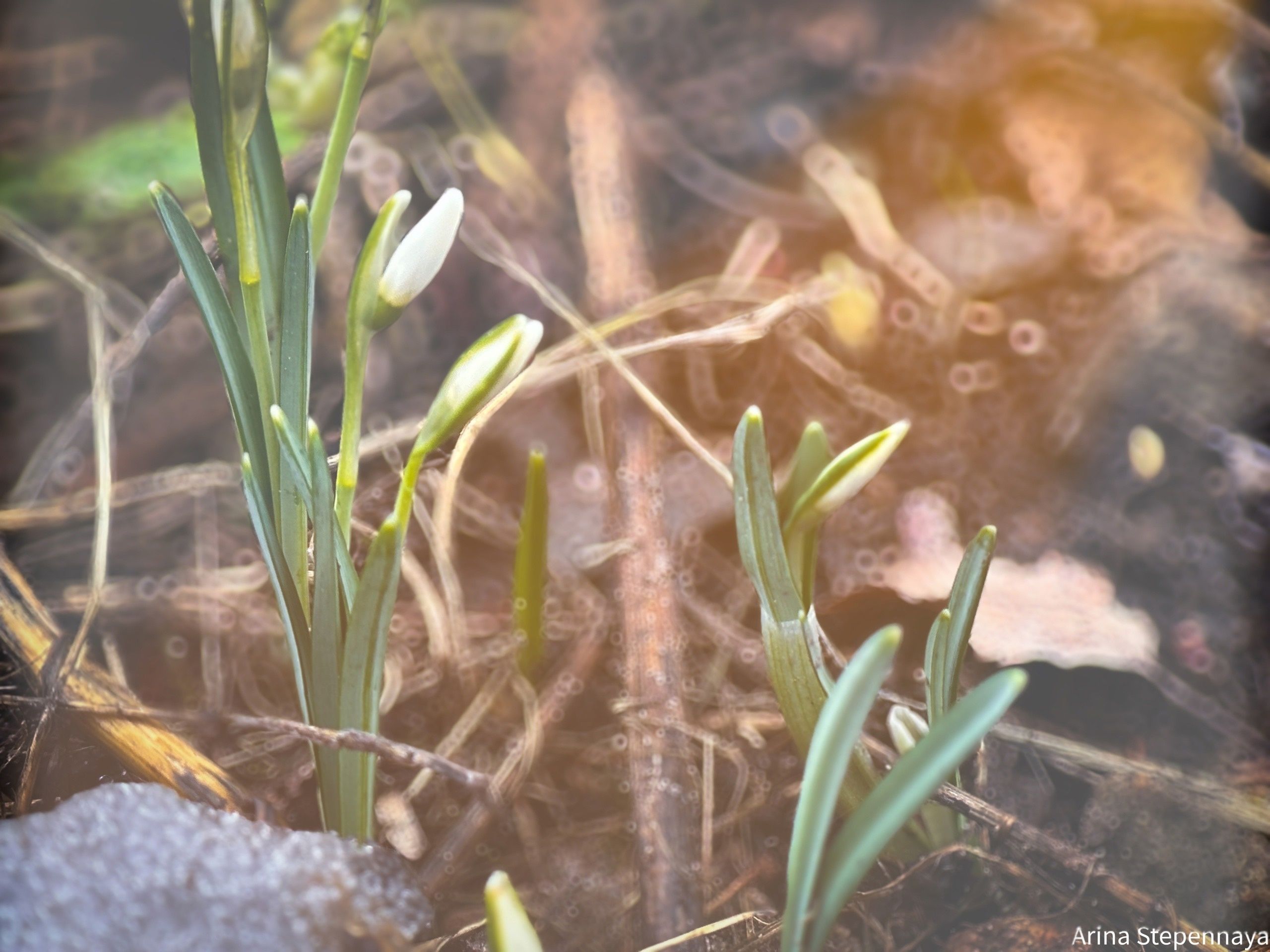 В Петрозаводске распускаются подснежники