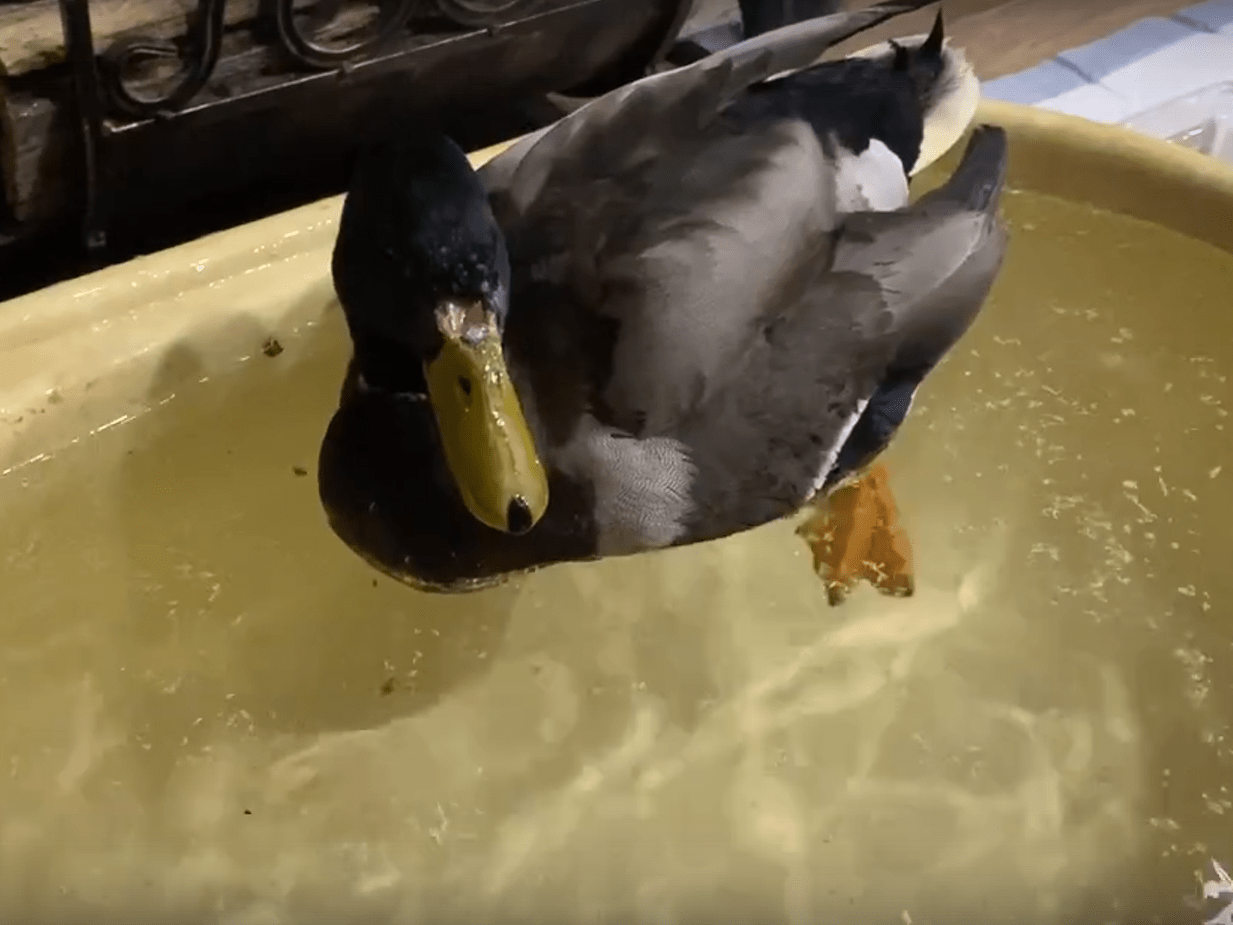 О состоянии селезня Чапая  в Петрозаводске рассказала его спасительница