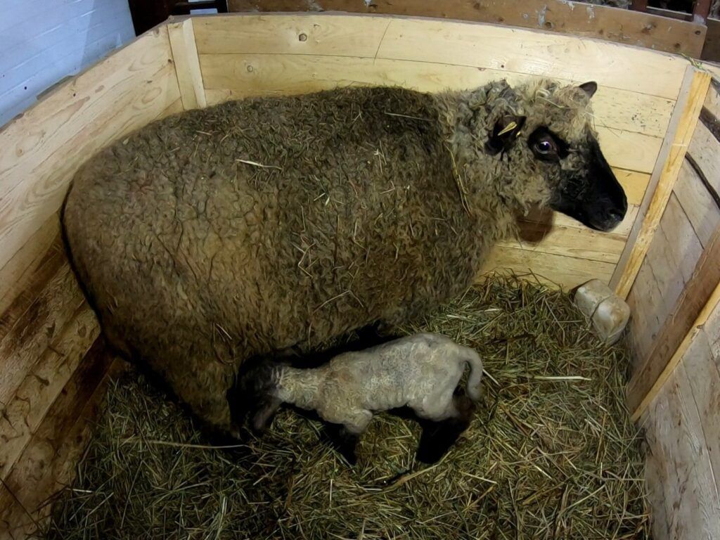 70 ягнят мясной породы Оксфорд Даун родились в Лахденпохском районе