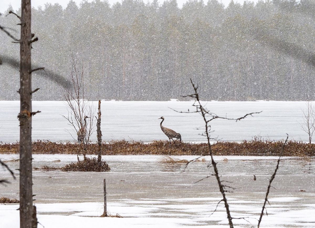 О погоде на выходные рассказали карельские синоптики