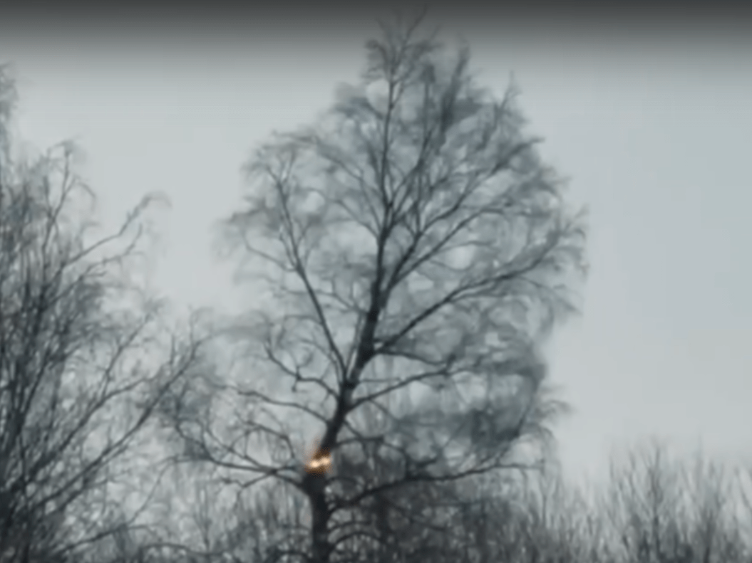 Энергетики Северо-Запада испытали лазерную установку для распилки деревьев и бетона