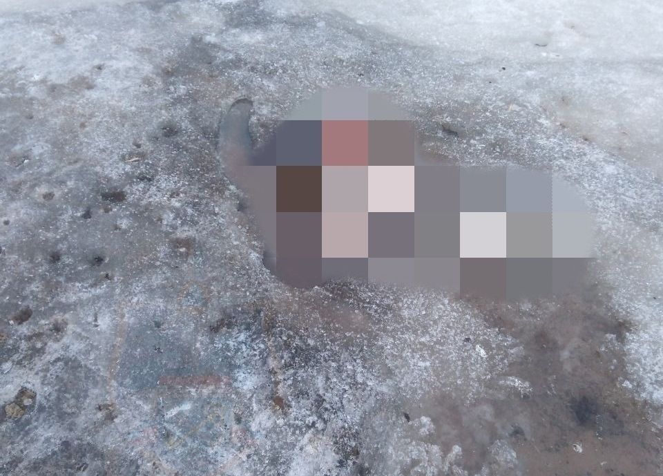 В Ладожском озере нашли вмерзшее в лед тело человека