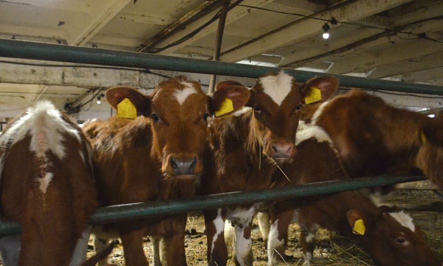 В продукции карельского предприятия обнаружили опасные бактерии