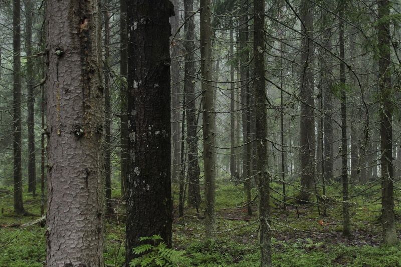 Жители Петрозаводска проголосовали против снижения платы за снос деревьев