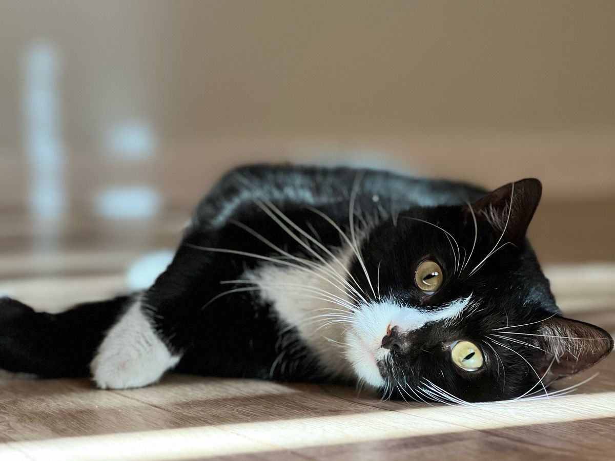 Благотворительный фонд «Рекс» приостанавливает работу из-за долгов