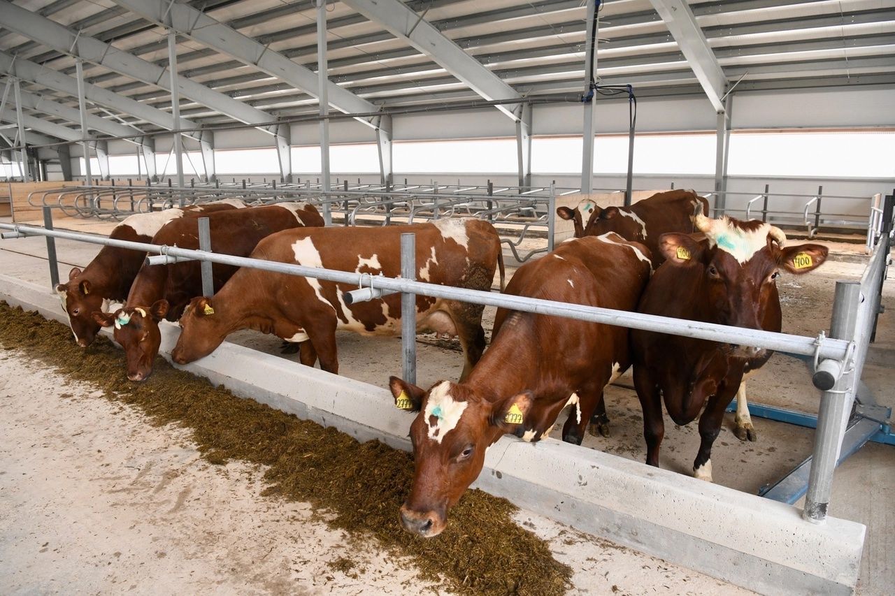 Открылся после реконструкции животноводческий комплекс, вернувшийся в госсобственность Карелии
