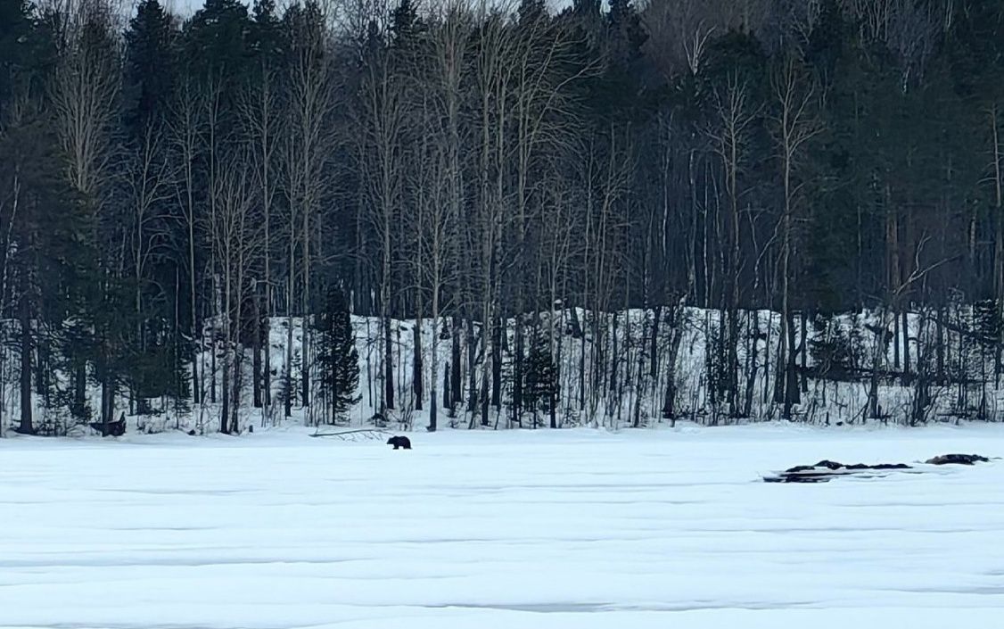 В Карелии медведи начали просыпаться после зимней спячки
