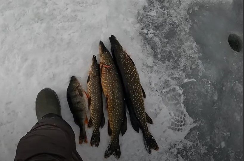Рыбак из Петрозаводска показывает, как ловить в Онежском озере щук и окуней