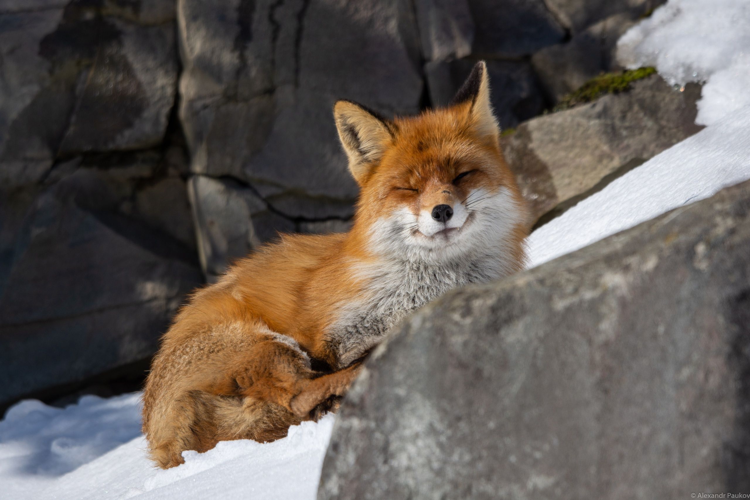 Красавицы-лисы освоились в Петрозаводске