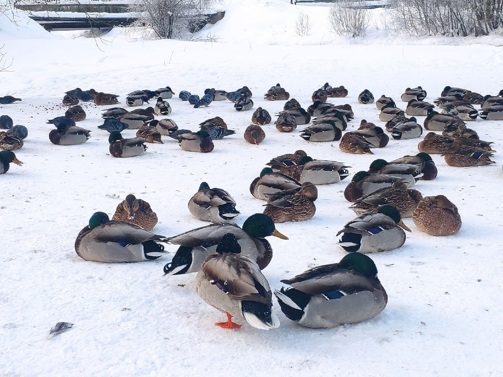 Ночью до минус 15. Прогноз погоды в Карелии на 5 марта