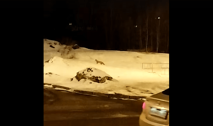 Лиса устроила охоту на крыс в Петрозаводске и вызвала споры в соцсети – видео