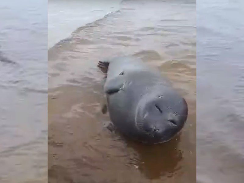Жительница Карелии попыталась спасти нерпу, с которой все было в порядке