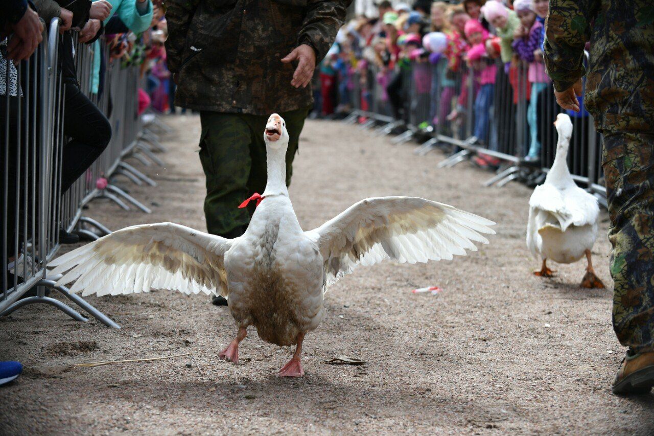 «Гусь – обнимусь» и другие: гусиный фестиваль пройдет в Карелии