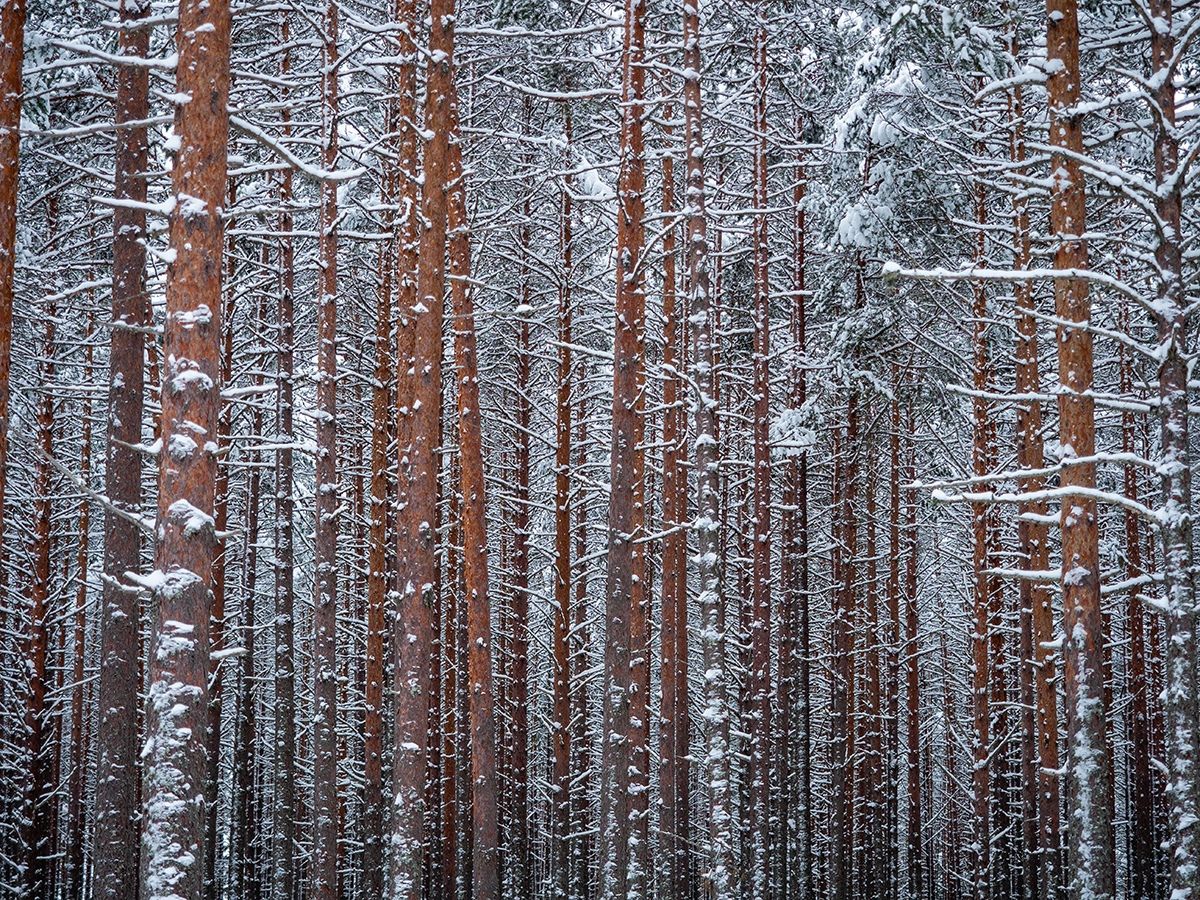 Ночью местами до -17°С, днем до +7°С. Прогноз погоды на 21 апреля