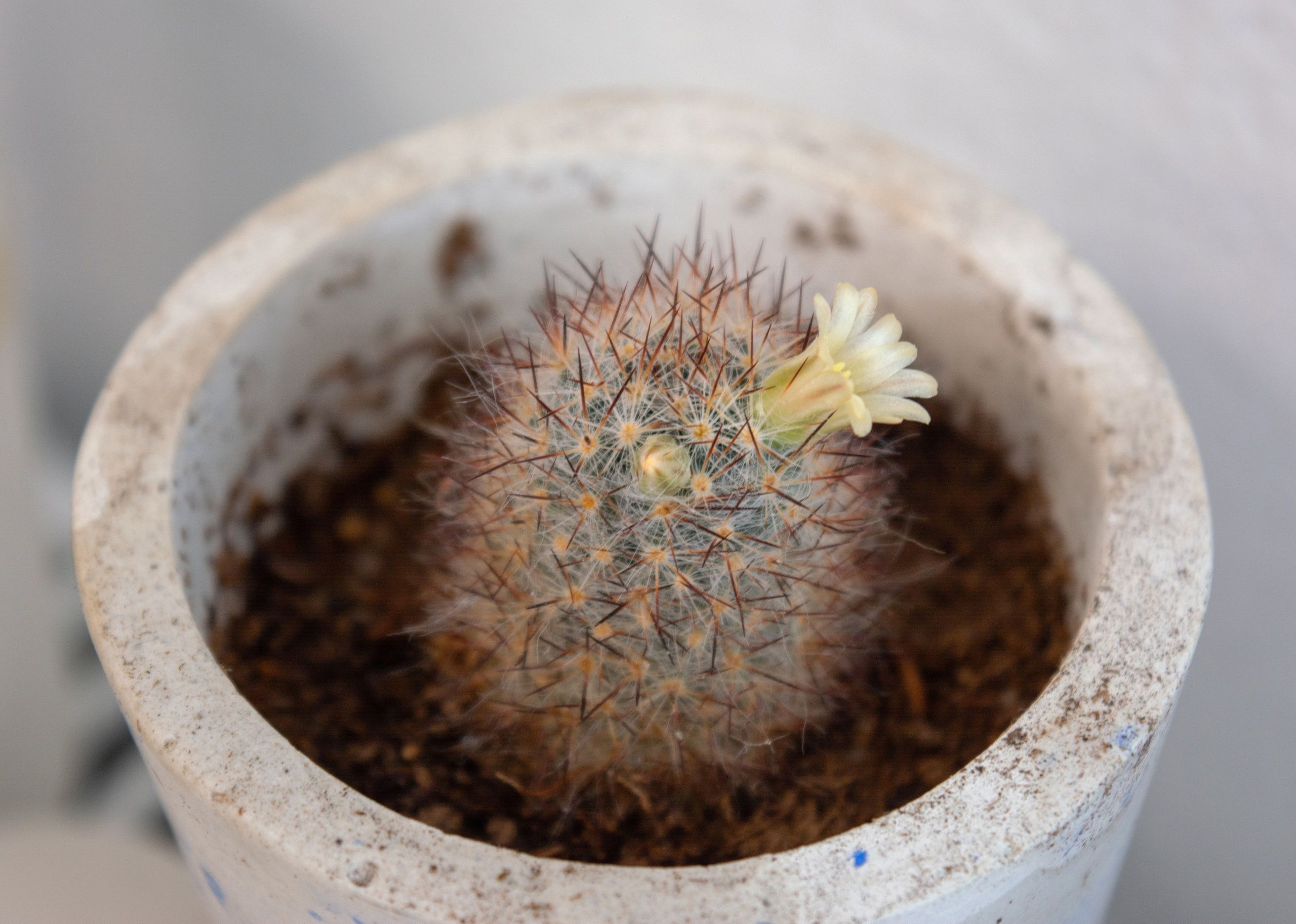 В Петрозаводске пройдет бесплатный обмен растениями