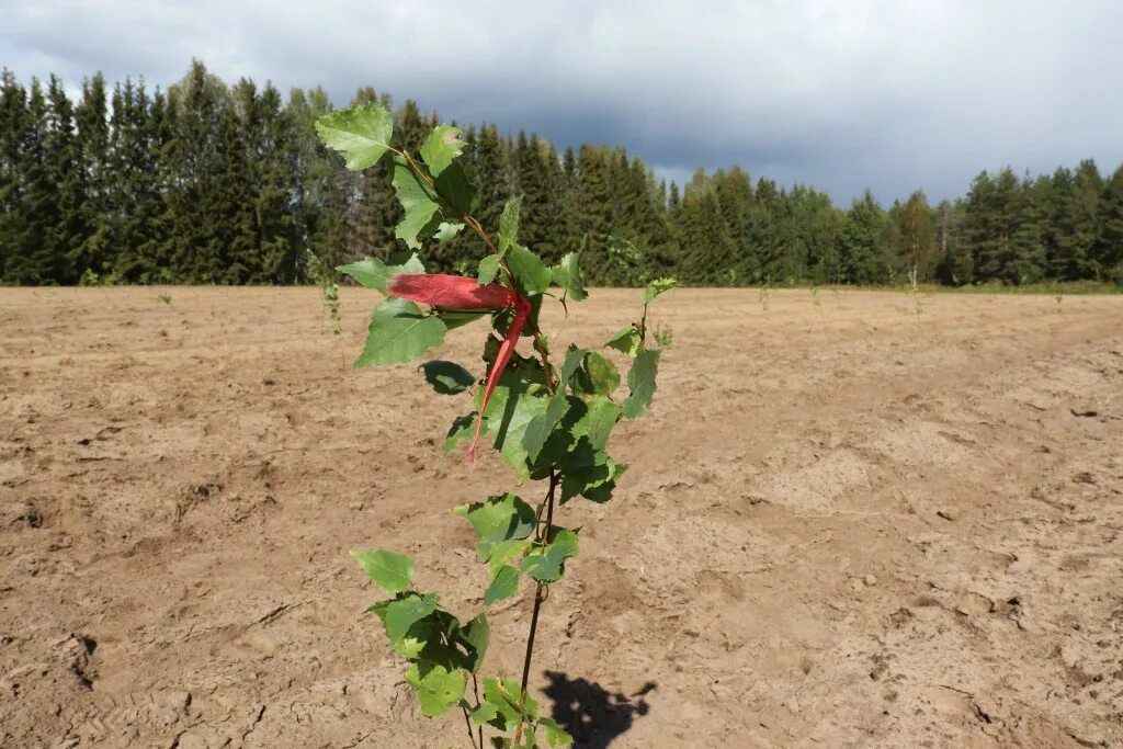 В Карелии создадут плантацию карельской березы
