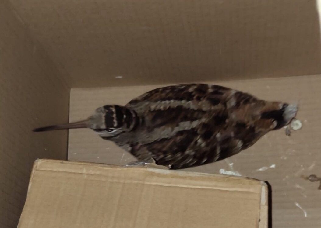 Спасенного в Петрозаводске вальдшнепа отпустили на волю