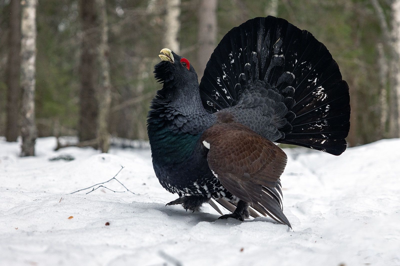 В Карелии открывается охота на боровую и водоплавающую дичь