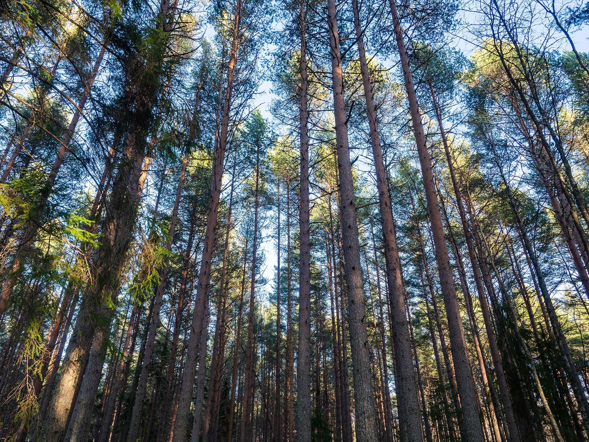 Жители вепсского села Шелтозеро пытаются отстоять сосновый бор