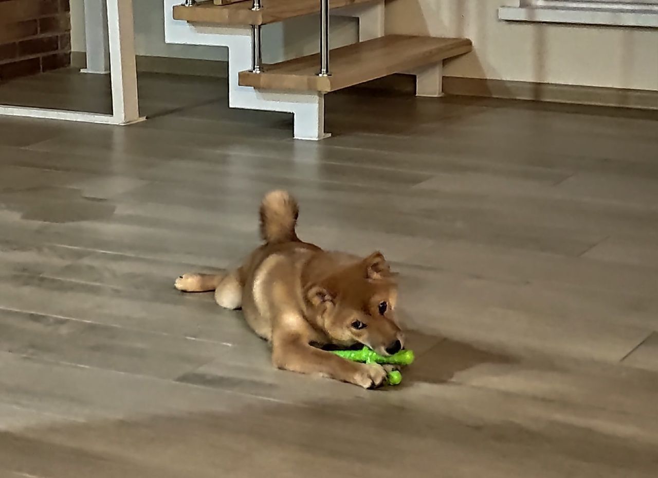 Домашние животные могут пострадать во время борьбы с крысами в Петрозаводске