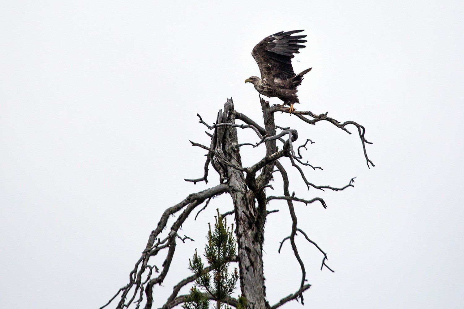 Краснокнижным птицам Карелии угрожают местные вороны, рыболовные сети и китайские гурманы