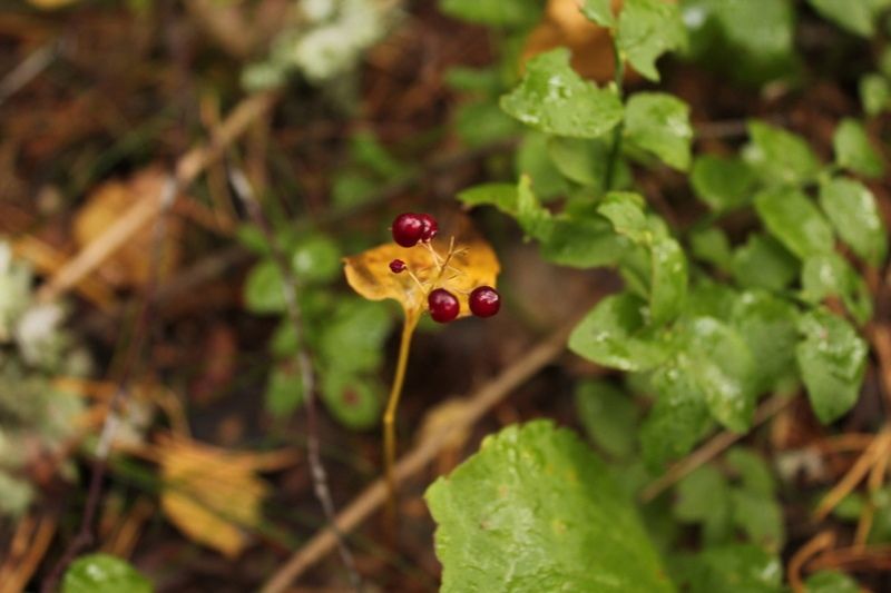 Карелия резко улучшила позиции в «Национальном экологическом рейтинге регионов РФ»