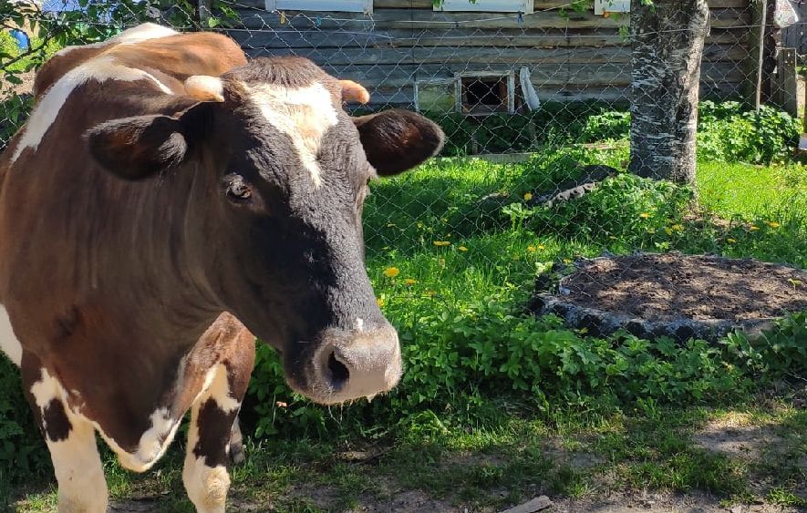 Очаг парагриппа коров выявлен в одном из районов Карелии