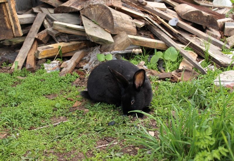 В Роспотребнадзоре рассказали, кому и где в Карелии следует привиться от туляремии